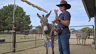 Reintroducing the halter to Pablo 2/2 #donkey  #haltertraining 