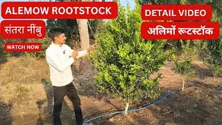 Episode 91 :- Alemow Rootstock Full Details || एलिमो रूटस्टॉक #citrusfarming #citrusfruits 