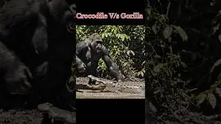 Water Monster vs Jungle Power &mdash; Who Wins? 🐊🦍🔥 #crocodile #usashorts #shorts