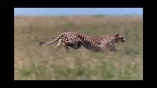 Disneynature African cats hunting gazelle ￼