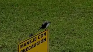 Slow Motion Bird Drying Off