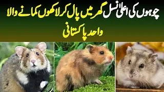 Chohon Ki Aala Nasal Ghar Mein Pal Kar Lakhoon Kamane Wala Wahid Pakistani