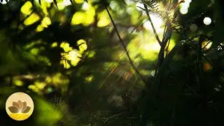 Forest Frequencies &ndash; Pure Ambient Soundscape in Still Woods | 4K