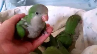 Questi piccoli pappagallini sono contenti di rivedere la padrona... si mangia...