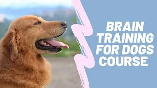 Brain training for dogs guide (course review)
