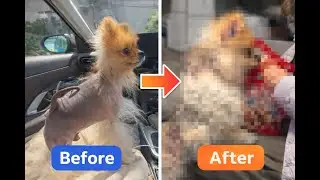 【ポメハゲ】ニードル手術から半年経った結果、驚きのBeforeAfter！