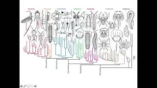 Hexapoda: Insectos