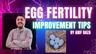Tips to improve fertility in birds eggs. #birds #youtube #lovebird #parrot #earnmoney #foryou