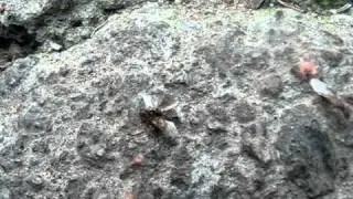 Myrmica sp. Лёт 3.avi