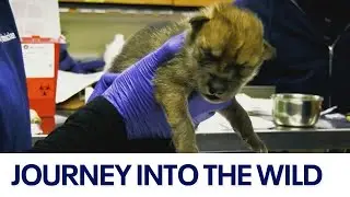 Endangered Mexican wolf pups begin journey back to the wild
