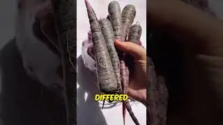 Carrot Chronicles: Vibrant History of Nature's Palette #carrots #purple #shorts #didyouknow #colors