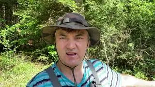 В поисках падевого мёда Серебристая Пихта Weiss Tanne или Tannenhonig