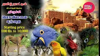 திருச்சி பொன்மலை சந்தை| Ponmalai Petmarket | All Pets at low price And 100 Rs To 10,000 R\W2Go