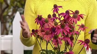 Cottage Farms 2-Piece Potted Color Changing Tres Amigos Coneflowers on QVC