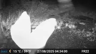Bat Videos Only Edit GardePro A3 Trail Camera 9 of 12 FR22 C&ocirc;tes d'Armor, Brittany, France