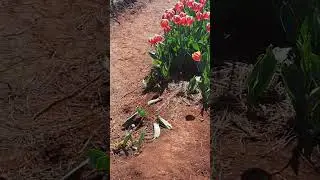 #beautiful #tulips #flowers #tasmania #Australia #shortsviral #shortsvideo #viralvideo