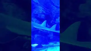 The UK&rsquo;s only 360&rsquo; Ocean Tunnel #Birmingham #acquarium #uk #tunnel #aroundtheuk #ocean