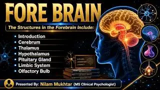What is Forebrain | Forebrain Parts and Structures in Urdu & Hindi | By Nilam Mukhtar
