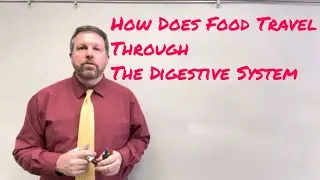 How Does Food Travel Through The Digestive System?