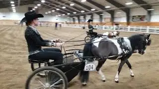 Miniature Horse Driving