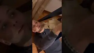 Профессиональная помощь в домашних делах 😎💪 Оплата вкусняшками 😋 #labrador #dog #family