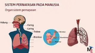 Sistem Pernapasan Manusia  Organ, Mekanisme & Kelainan   Biologi