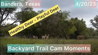 Deer in the Backyard in Bandera, Texas🦌🦌🦌