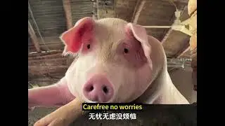 Funny Animal Commentary