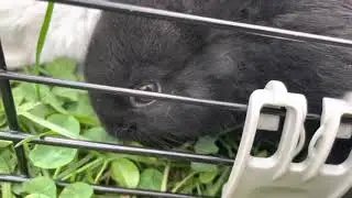 Les bébés lapin géant papillon ont bien grandi