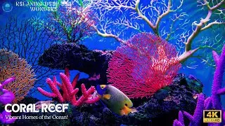 Corals Reef Vibrant Homes of the Ocean | 4K UHD | Relaxing Deep Sea Wonders