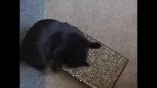 Jake the Bombay Cat