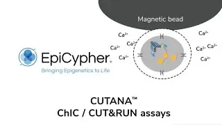 ChIP-seq vs CUT&RUN : Learn the benefits of CUT&RUN sequencing for enhanced chromatin profiling