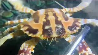 Full Process of Catching Eels, Crabs & Sea Cucumbers Underwate