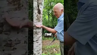 Dragon Tree Produces Something That Could Save Lives #shorts