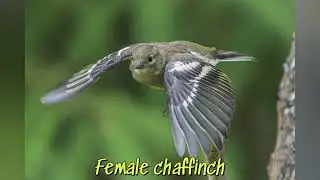 june wildlife slideshow, Dumfries and Galloway, part two of three