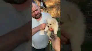 Bringing my Pomeranian puppy home #puppy