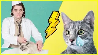 Das Auge der Katze tr&auml;nt &ndash; Ursachen & Behandlung ✅