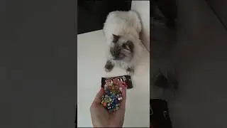 ASMR Satisfying 😻 Reverse Cat Beads #asmr #cat #satisfying #kitty