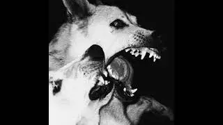 saluki alternative type beat #salukitypebeat #alternative #saluki