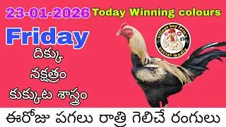 23-01-2026 Today Winning colours @villageboyfarms