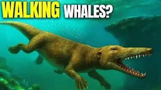 When Whales Walked on Land