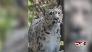 Snow leopard at Great Plains Zoo dies days after experiencing COVID-19 symptoms