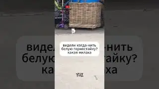Горностай 🤍 Интересные факты