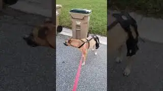 Обзор на наколенник Orthodog Cruciate Care для собак