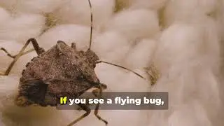 Do Bed Bugs Really Fly? (The Shocking Truth Revealed!)