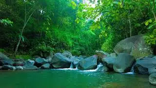 Forest Creek After Thunder &ndash; Fresh White Noise for Renewal & Peace