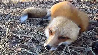 fox scream