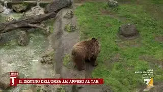 JJ4, Michela Brambilla: 