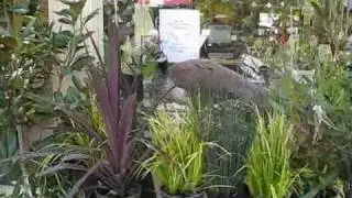 Peahen Takes a Break from Nesting