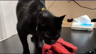 おは猫LIVE配信　#cat　#猫　#雑談